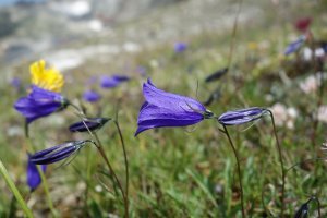 Publication d'un article scientifique sur les nunataks du Mont-Blanc : "Anthropocene trajectories of high alpine vegetation on Mont-Blanc nunataks"
